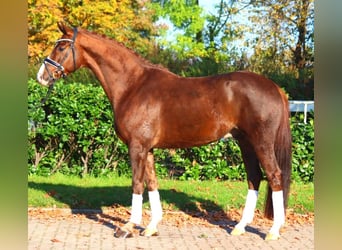 Hanoverian, Gelding, 3 years, 16,1 hh, Chestnut