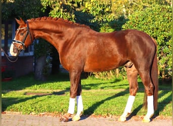 Hanoverian, Gelding, 3 years, 16,1 hh, Chestnut