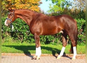 Hanoverian, Gelding, 3 years, 16,1 hh, Chestnut