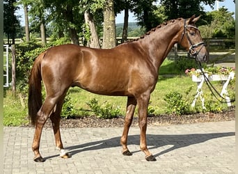 Hanoverian, Gelding, 3 years, 16,1 hh, Chestnut-Red