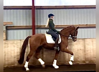 Hanoverian, Gelding, 3 years, 16,1 hh, Chestnut-Red