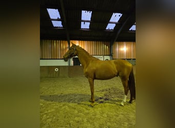 Hanoverian, Gelding, 3 years, 16.1 hh, Chestnut-Red