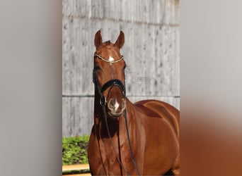 Hanoverian, Gelding, 3 years, 16.1 hh, Chestnut-Red