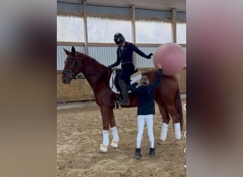 Hanoverian, Gelding, 3 years, 16.1 hh, Chestnut-Red