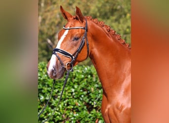 Hanoverian, Gelding, 3 years, 16,1 hh, Chestnut-Red