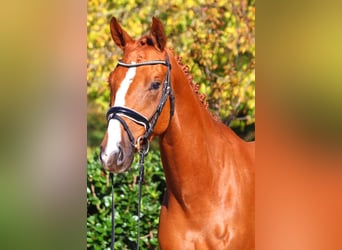 Hanoverian, Gelding, 3 years, 16,1 hh, Chestnut-Red