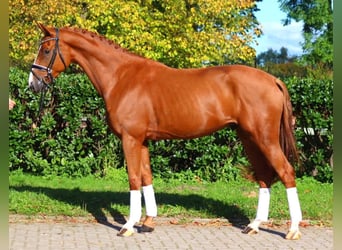 Hanoverian, Gelding, 3 years, 16,1 hh, Chestnut-Red