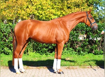 Hanoverian, Gelding, 3 years, 16,1 hh, Chestnut-Red