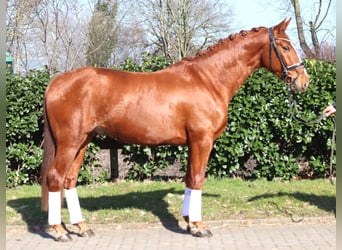 Hanoverian, Gelding, 3 years, 16.1 hh, Chestnut-Red