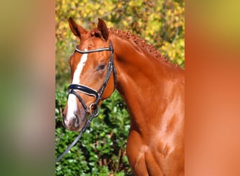 Hanoverian, Gelding, 3 years, 16,1 hh, Chestnut-Red