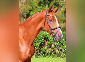 Hanoverian, Gelding, 3 years, 16,1 hh, Chestnut-Red