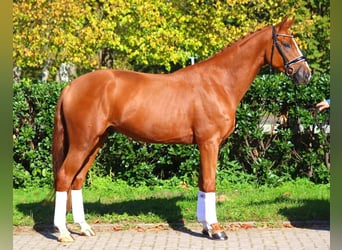 Hanoverian, Gelding, 3 years, 16,1 hh, Chestnut-Red