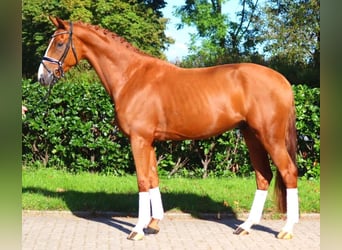 Hanoverian, Gelding, 3 years, 16,1 hh, Chestnut-Red