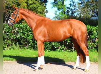 Hanoverian, Gelding, 3 years, 16,1 hh, Chestnut-Red