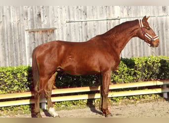 Hanoverian, Gelding, 3 years, 16.1 hh, Chestnut-Red