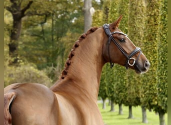 Hanoverian, Gelding, 3 years, 16.1 hh, Chestnut-Red