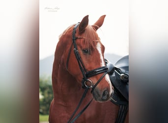 Hanoverian, Gelding, 3 years, 16,1 hh, Chestnut-Red