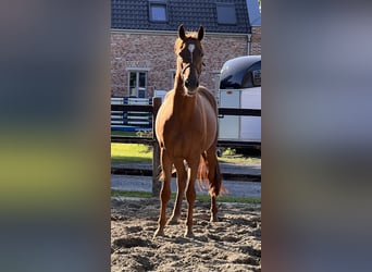 Hannoveraner, Wallach, 3 Jahre, 16,1 hh, Fuchs