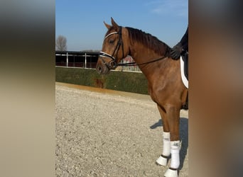 Hanoverian, Gelding, 3 years, 16.1 hh, Chestnut-Red
