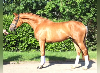 Hanoverian, Gelding, 3 years, 16.1 hh, Chestnut-Red
