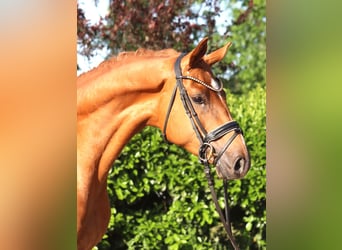 Hanoverian, Gelding, 3 years, 16.1 hh, Chestnut-Red
