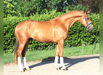 Hanoverian, Gelding, 3 years, 16.1 hh, Chestnut-Red
