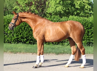 Hanoverian, Gelding, 3 years, 16.1 hh, Chestnut-Red