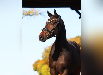 Hannoveraner, Wallach, 3 Jahre, 16,1 hh, Schwarzbrauner