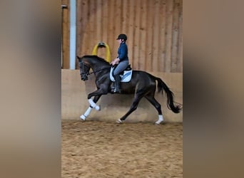 Hanoverian, Gelding, 3 years, 16,2 hh, Bay-Dark