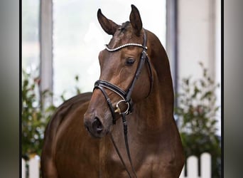 Hanoverian, Gelding, 3 years, 16,2 hh, Bay-Dark