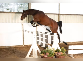Hanoverian, Gelding, 3 years, 16.2 hh, Bay-Dark