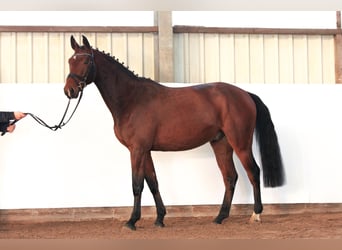 Hanoverian, Gelding, 3 years, 16.2 hh, Bay-Dark