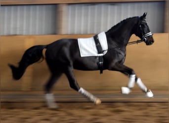 Hanoverian, Gelding, 3 years, 16,2 hh, Black