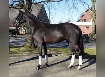 Hanoverian, Gelding, 3 years, 16,2 hh, Black