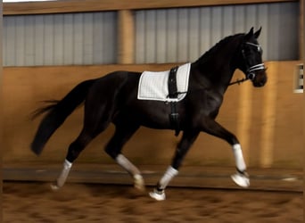 Hanoverian, Gelding, 3 years, 16,2 hh, Black