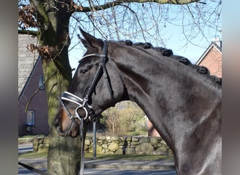 Hanoverian, Gelding, 3 years, 16,2 hh, Black