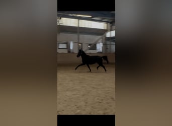 Hanoverian, Gelding, 3 years, 16.2 hh, Black