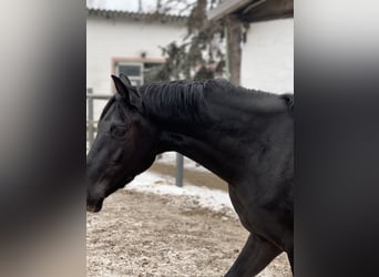 Hanoverian, Gelding, 3 years, 16.2 hh, Black