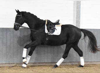 Hanoverian, Gelding, 3 years, 16,2 hh, Black