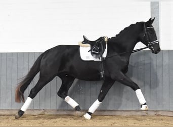 Hanoverian, Gelding, 3 years, 16,2 hh, Black