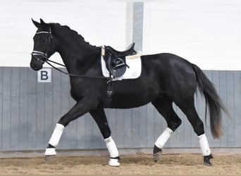 Hanoverian, Gelding, 3 years, 16,2 hh, Black