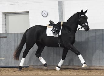 Hanoverian, Gelding, 3 years, 16,2 hh, Black