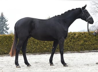 Hanoverian, Gelding, 3 years, 16,2 hh, Black