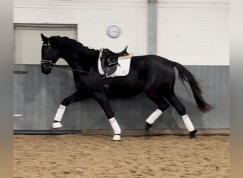 Hanoverian, Gelding, 3 years, 16,2 hh, Black