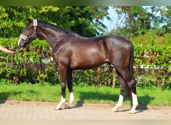 Hanoverian, Gelding, 3 years, 16,2 hh, Black