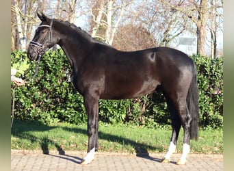 Hanoverian, Gelding, 3 years, 16,2 hh, Black