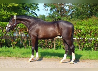 Hanoverian, Gelding, 3 years, 16,2 hh, Black