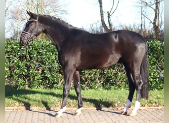 Hanoverian, Gelding, 3 years, 16,2 hh, Black