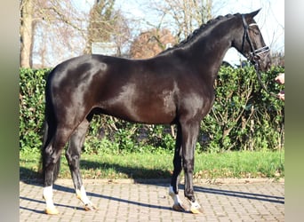 Hanoverian, Gelding, 3 years, 16,2 hh, Black