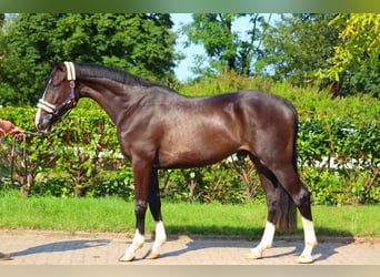 Hanoverian, Gelding, 3 years, 16,2 hh, Black